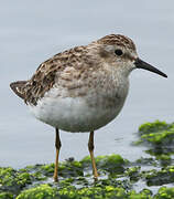 Least Sandpiper