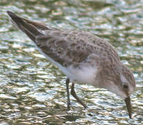 Little Stint