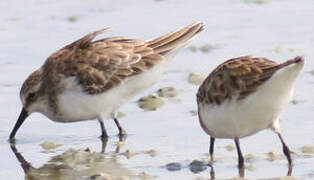 Little Stint