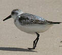 Bécasseau sanderling