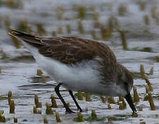 Semipalmated Sandpiper