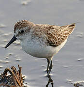 Semipalmated Sandpiper