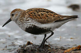 Dunlin