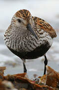 Dunlin