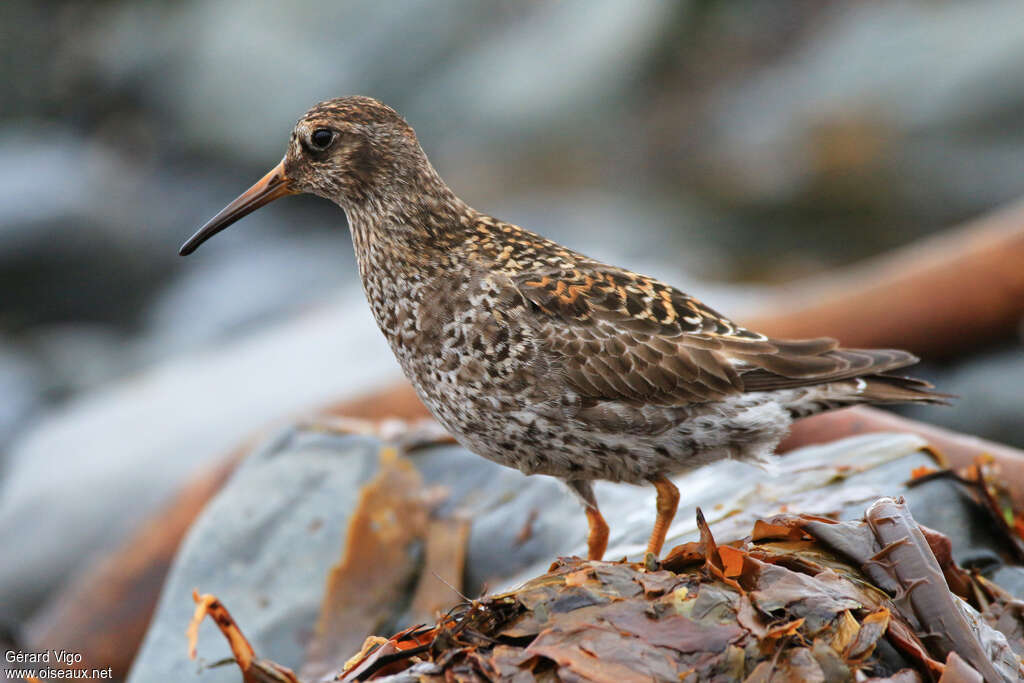 Purple Sandpiperadult breeding