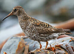 Purple Sandpiper