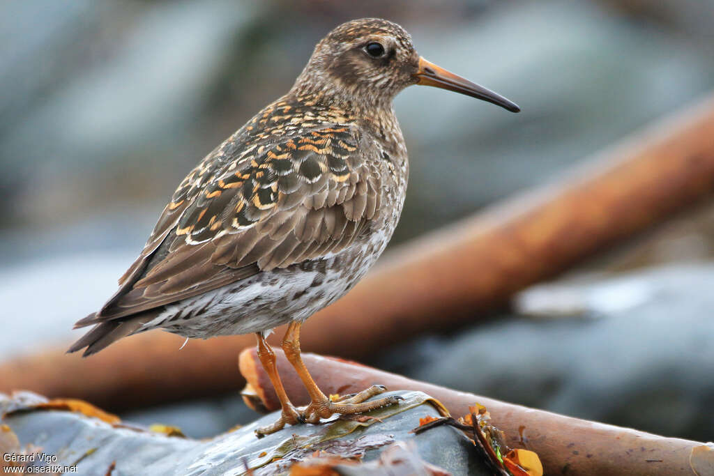 Purple Sandpiperadult breeding, identification