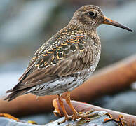 Purple Sandpiper