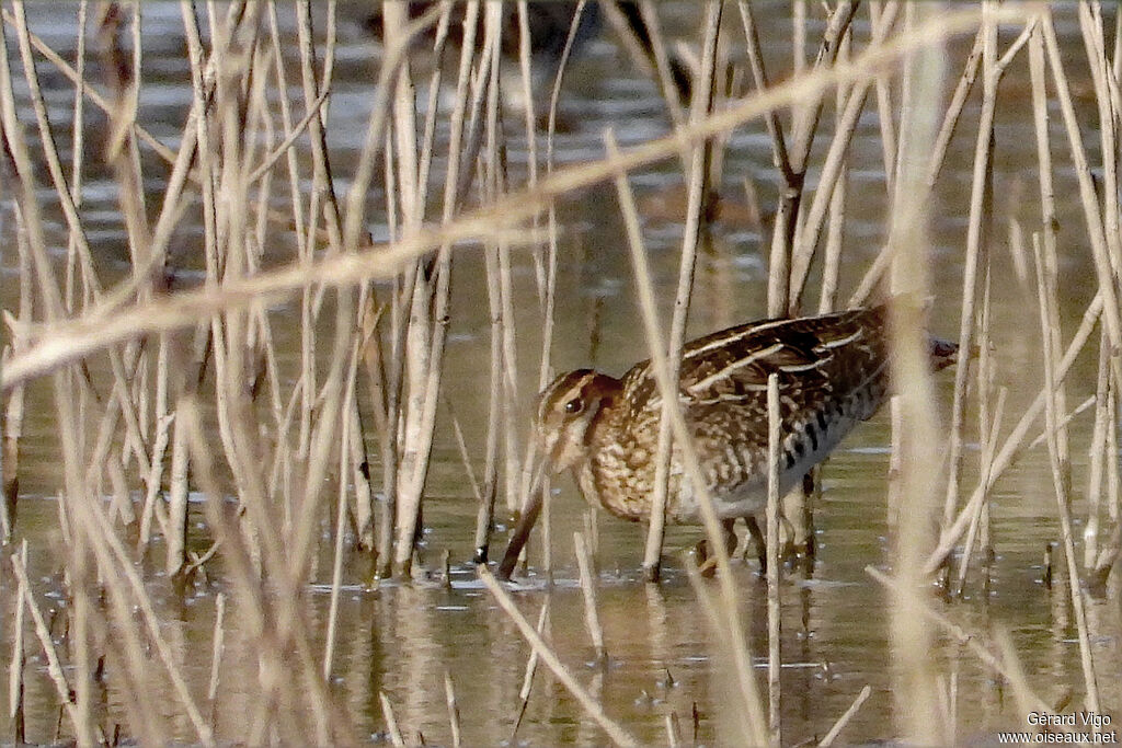 Bécassine de Wilson