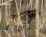 Bécassine de Wilson