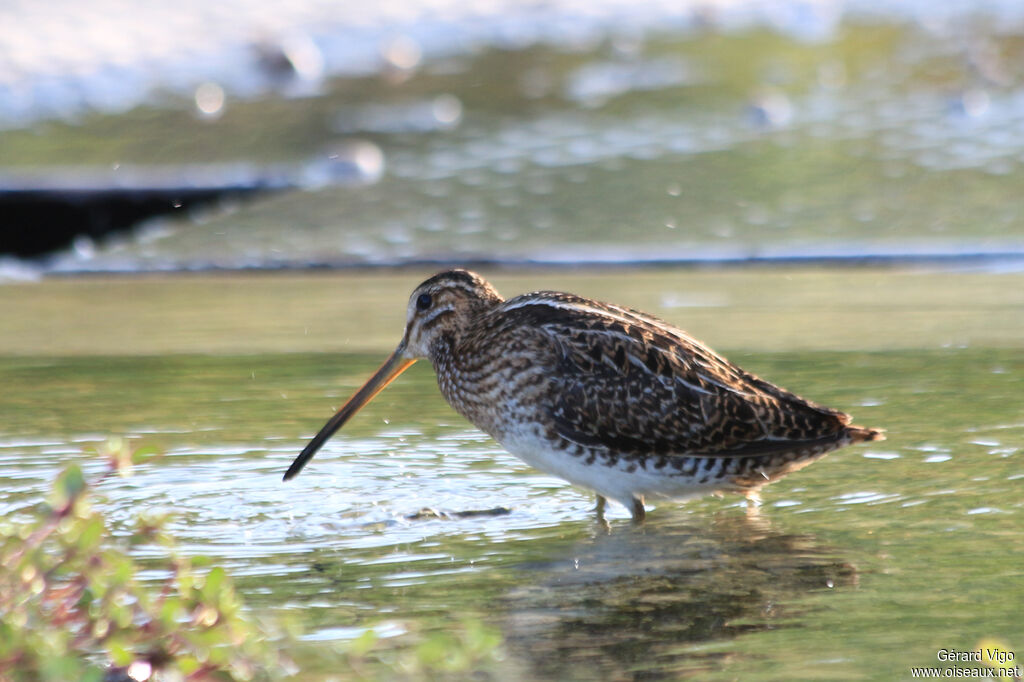 Common Snipeadult