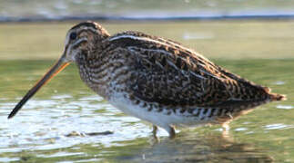 Common Snipe