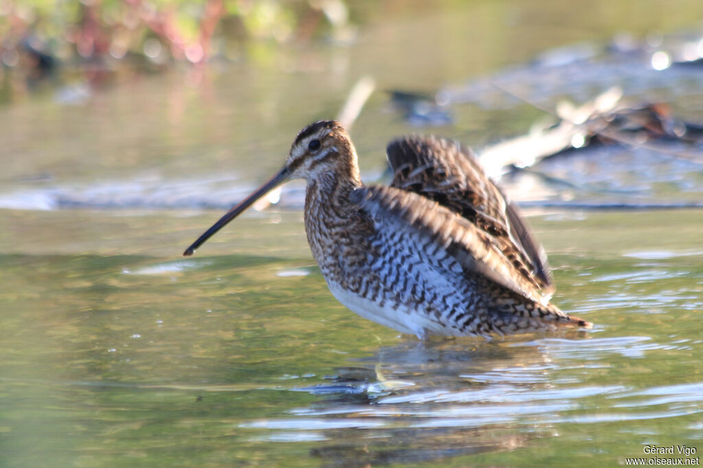 Common Snipeadult