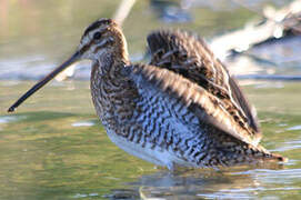 Common Snipe