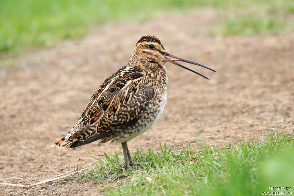 Common Snipeadult breeding