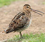 Common Snipe