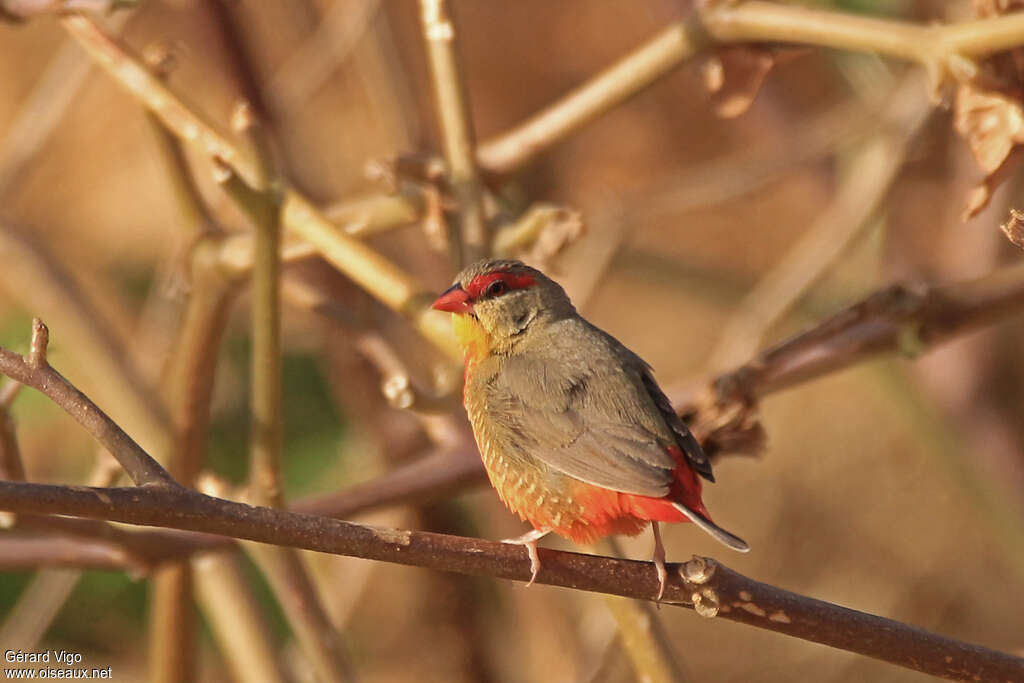 Orange-breasted Waxbill male adult, pigmentation