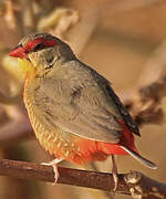 Orange-breasted Waxbill