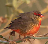 Orange-breasted Waxbill