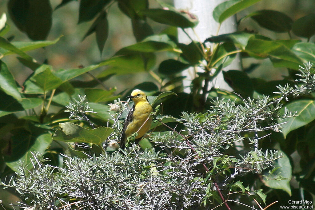 Citrine Wagtailadult