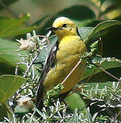 Citrine Wagtail