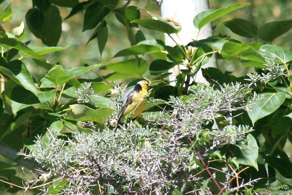 Citrine Wagtailadult