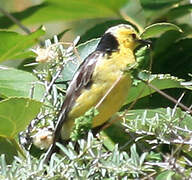 Citrine Wagtail