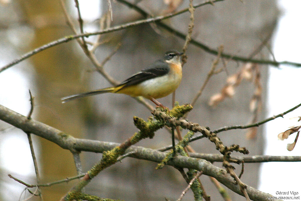 Grey Wagtail female adult