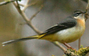 Grey Wagtail