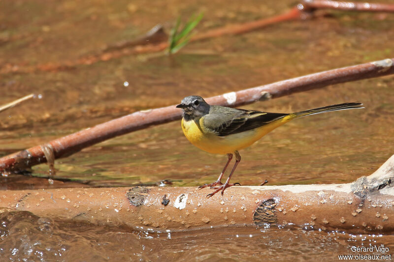 Grey Wagtail male adult