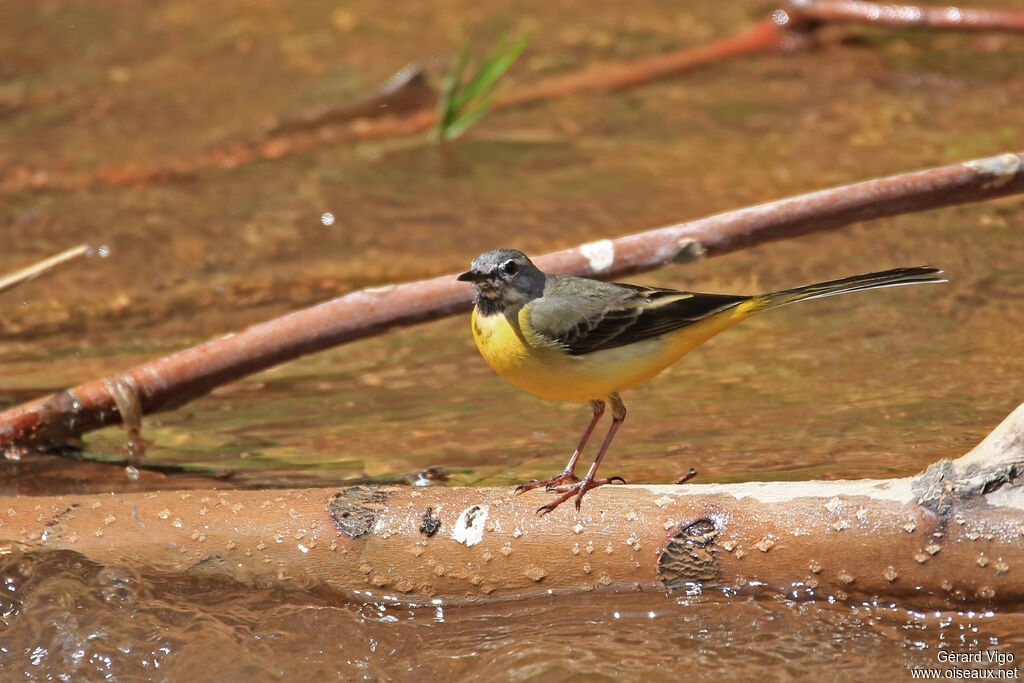 Grey Wagtail male adult