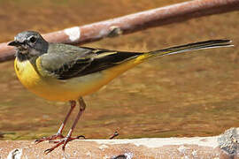 Grey Wagtail