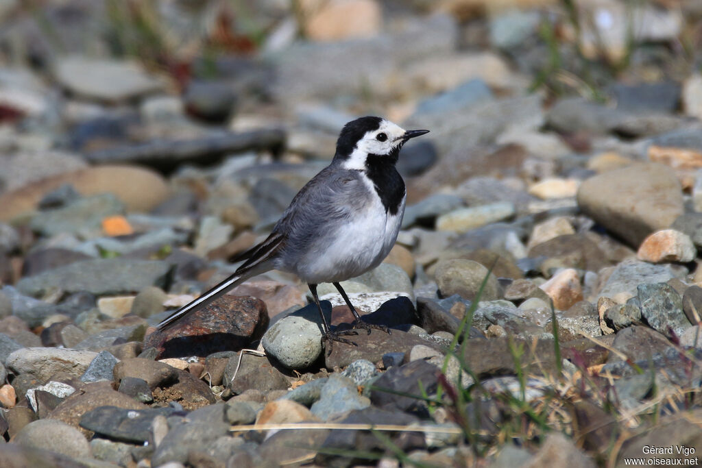 White Wagtailadult