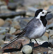 White Wagtail