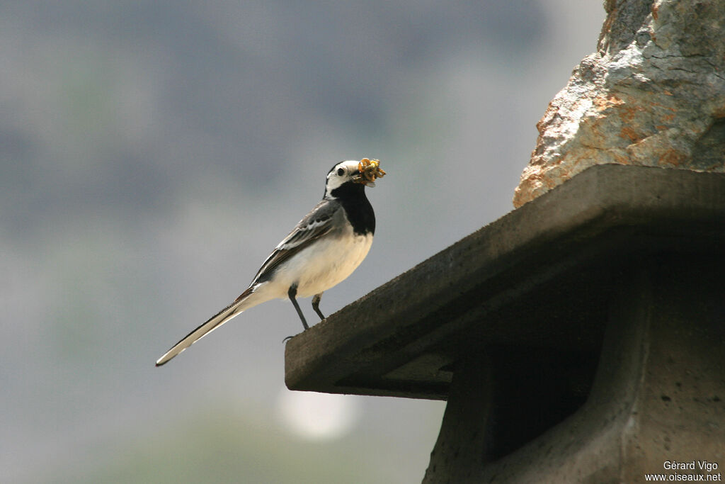 White Wagtailadult, Reproduction-nesting