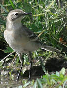 White Wagtail