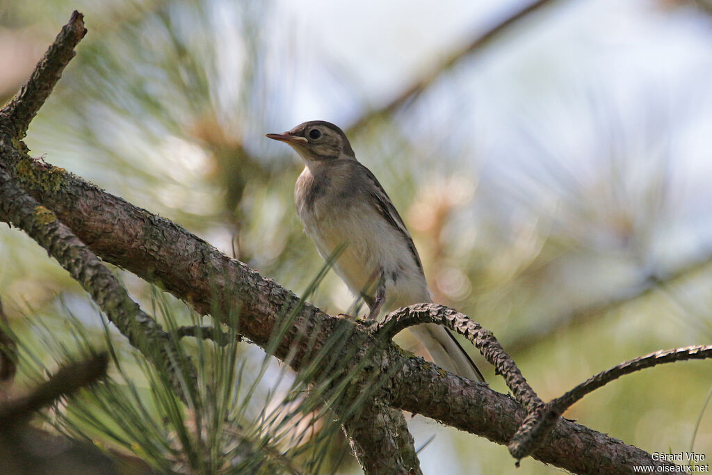 White Wagtailjuvenile