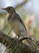 White Wagtail