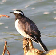 White-browed Wagtail