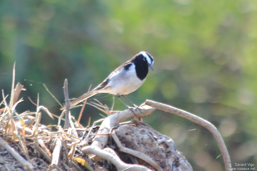 White-browed Wagtailadult