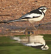 African Pied Wagtail