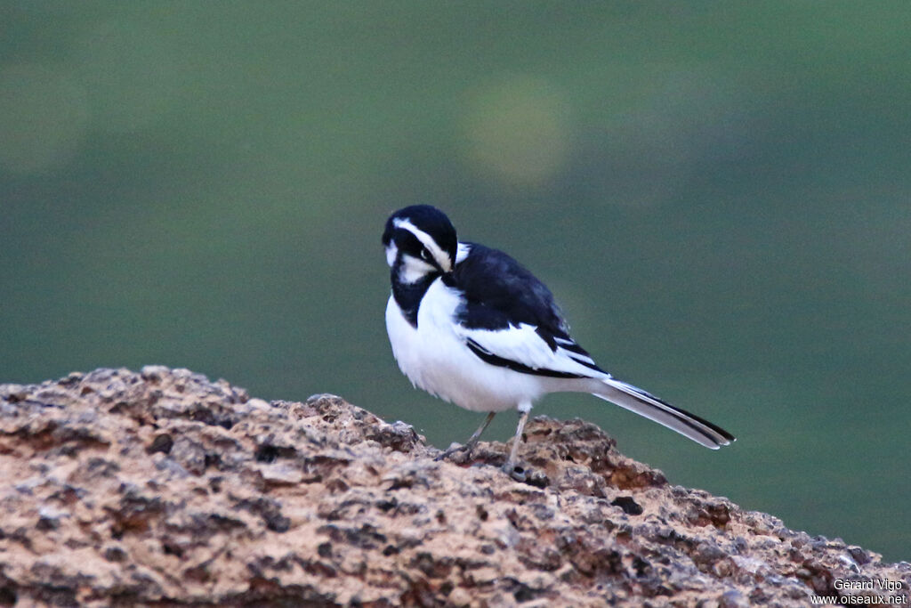 African Pied Wagtailadult