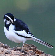 African Pied Wagtail