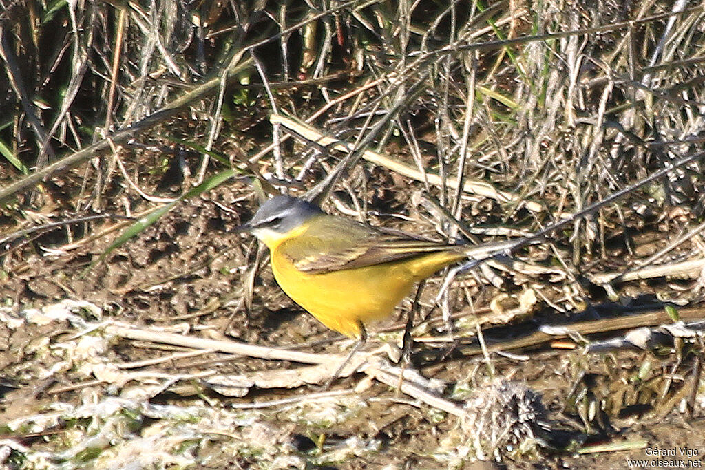 Western Yellow Wagtail male adult breeding