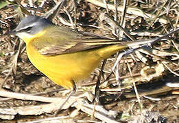 Western Yellow Wagtail