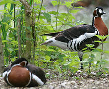 Red-breasted Goose