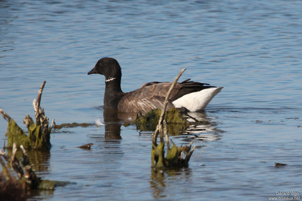 Brant Gooseadult