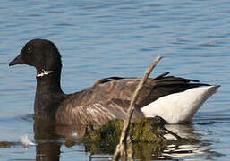 Brant Goose