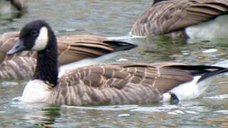 Canada Goose