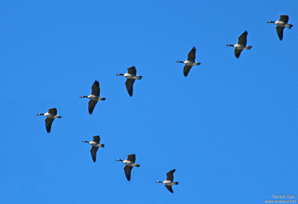 Canada Gooseadult, Flight